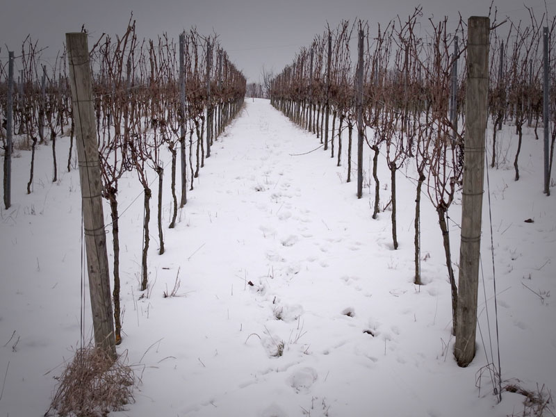 Wine in snow