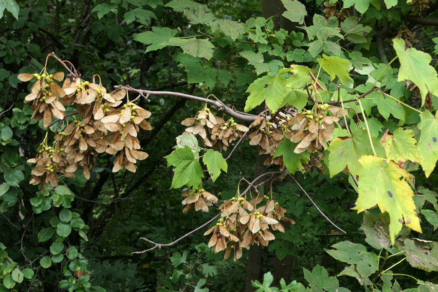 Autumn