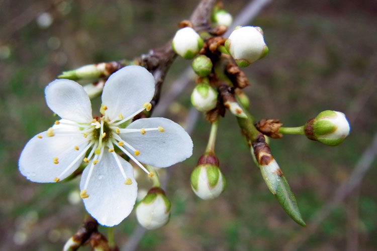 Cherry blossom