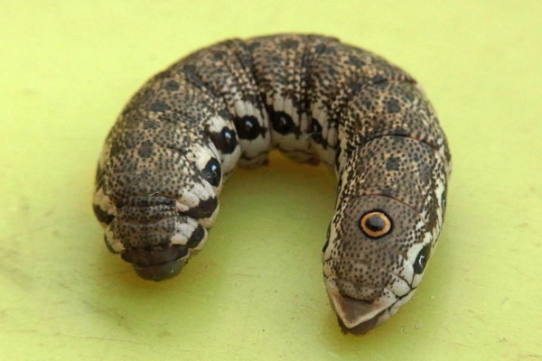 Caterpillar of willowherb hawk-moth